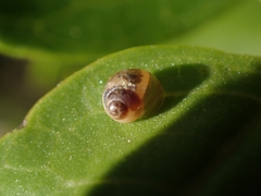 Elasmias wakefieldiae