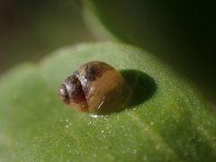 Elasmias wakefieldiae