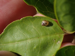 Elasmias wakefieldiae