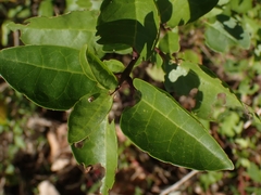 Elasmias wakefieldiae