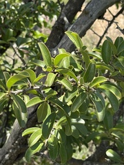 Ximenia caffra