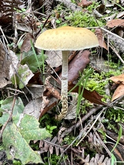 Leratiomyces squamosus