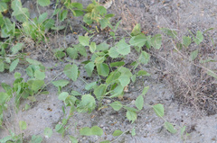 Acourtia nana