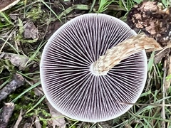 Leratiomyces squamosus