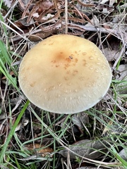 Leratiomyces squamosus