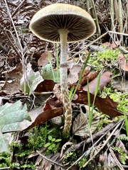 Leratiomyces squamosus