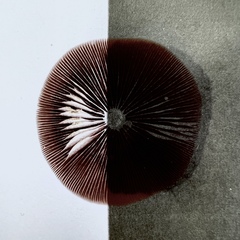 Leratiomyces squamosus