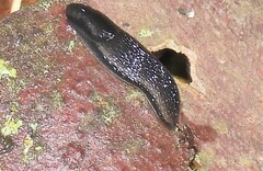Kobeltia