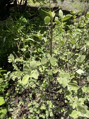 Vangueria parvifolia