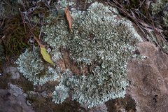 Xanthoparmelia stenophylla