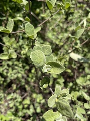 Vangueria parvifolia
