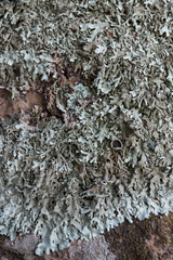 Xanthoparmelia stenophylla