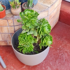 Aeonium canariense
