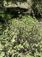 Vangueria parvifolia