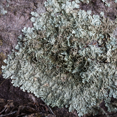 Xanthoparmelia stenophylla