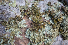 Xanthoparmelia stenophylla