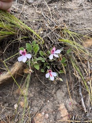 Pelargonium capillare