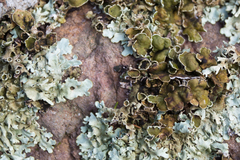 Xanthoparmelia stenophylla