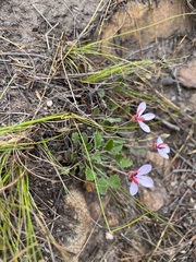 Pelargonium capillare