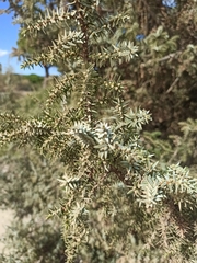 Juniperus macrocarpa