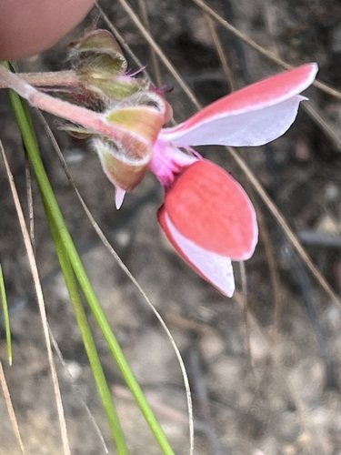 Image of Bicolour Storksbill (Pelargonium capillare) by (c) Charleen Brunke, some rights reserved (CC BY)