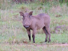 Phacochoerus africanus massaicus