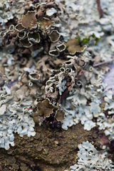 Xanthoparmelia stenophylla