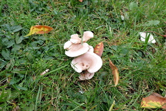 Lactarius glyciosmus