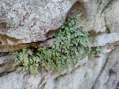 Asplenium montanum