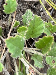Pelargonium capillare