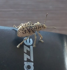 Cydianerus latruncularius