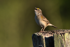 Ammodramus humeralis