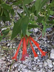 Bouvardia ternifolia