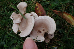 Lactarius glyciosmus