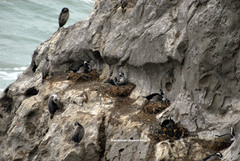 Phalacrocorax punctatus