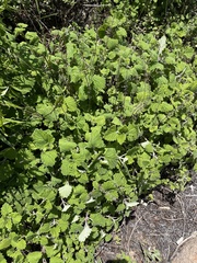 Coleus grandidentatus