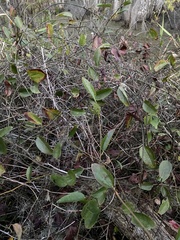 Smilax walteri