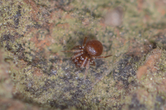 Anapidae