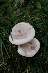 Lactarius glyciosmus