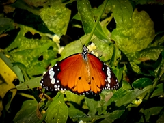 Danaus chrysippus