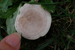 Lactarius glyciosmus