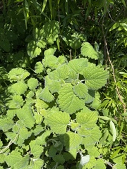 Coleus grandidentatus