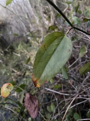 Smilax walteri