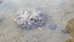 Cladiella