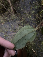 Smilax walteri