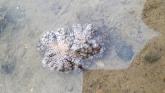 Cladiella