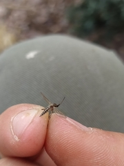 Aedes albifasciatus