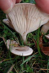 Lactarius glyciosmus