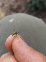 Aedes albifasciatus