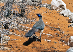 Coua ruficeps olivaceiceps